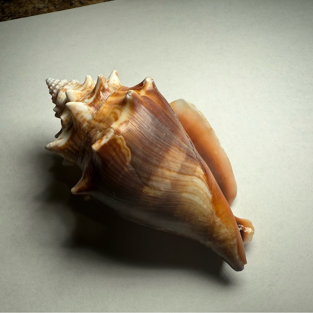 Large Conch Shell Decor - Picture 5 of 5